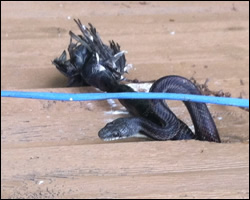 Snake control in Winchester VA