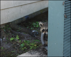 Raccoon removal and control Winchester VA