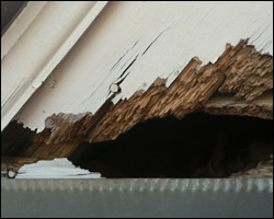 Squirrel damage in Winchester VA