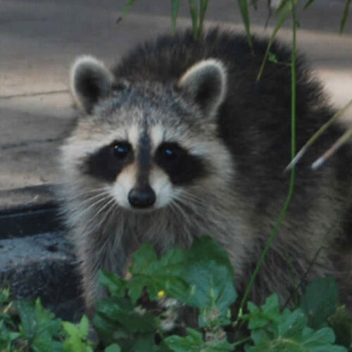 Raccoon Removal