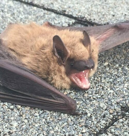 A closeup of a bat on a roof