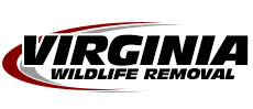 Winchester Wildlife Removal